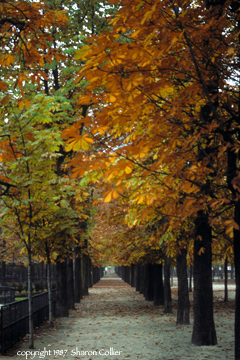Jardin des Tuileries of Paris