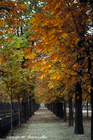 Jardin des Tuileries of Paris