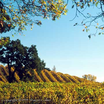 Anderson Valley, California