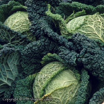 French Cabbages