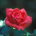A Different Angle Photography Flower Photos