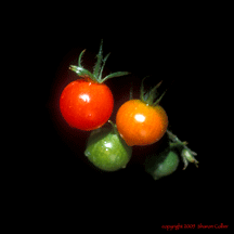 A Different Angle Photography Food Images